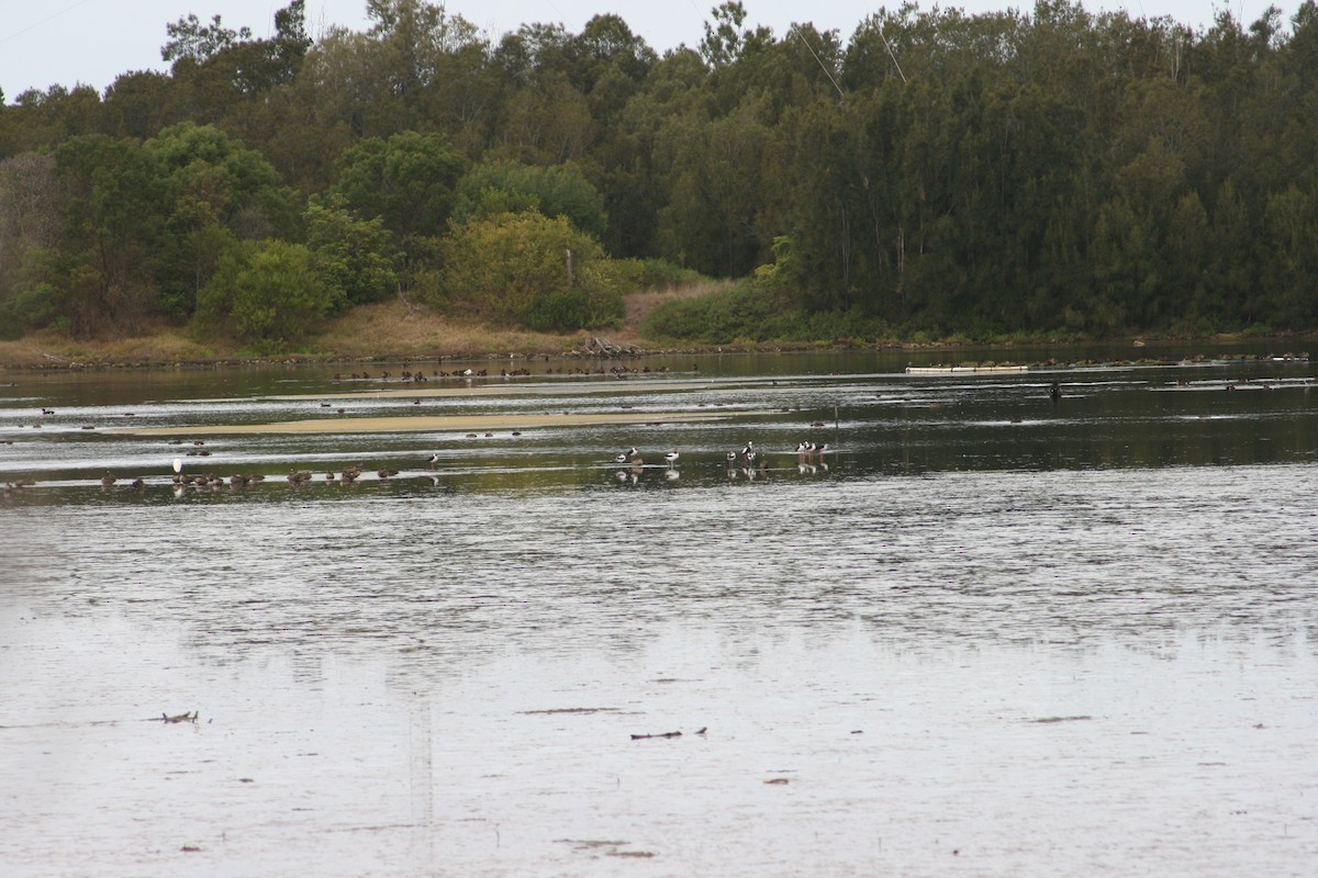 Red-necked Avocet - ML644982948