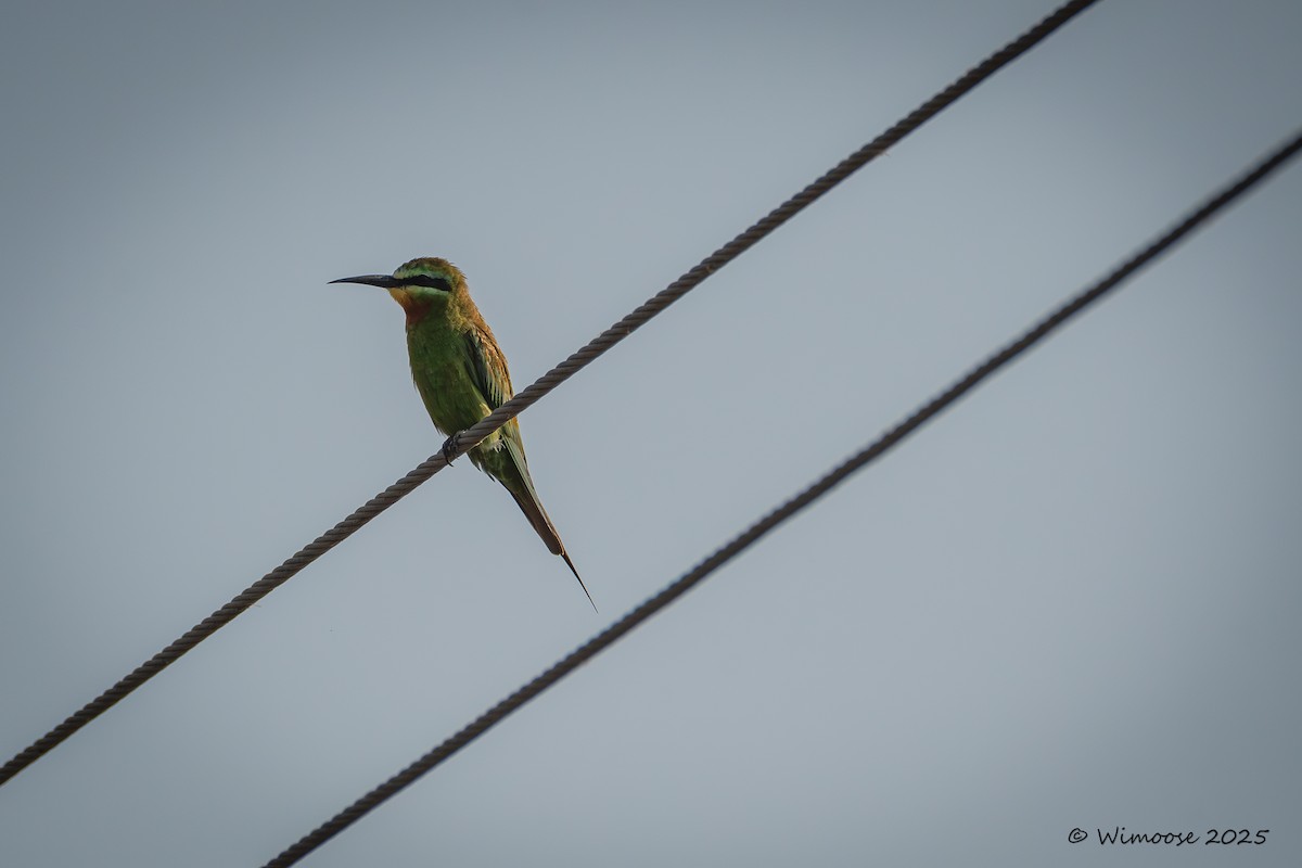 blåkinnbieter - ML644982955