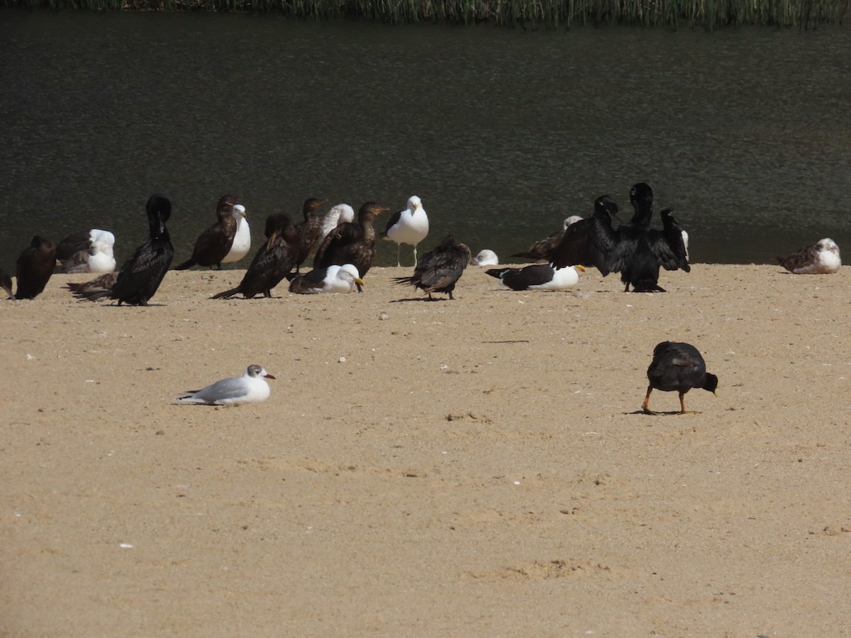 Neotropic Cormorant - ML644982962