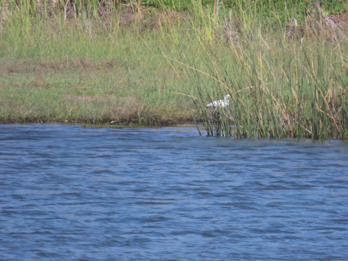 Snowy Egret - ML644982980