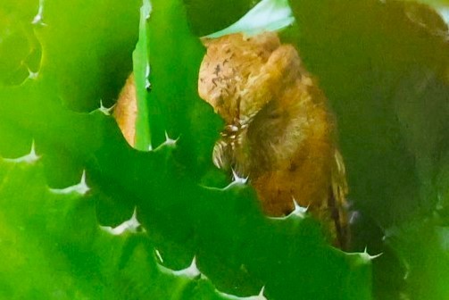 Oriental Scops-Owl - ML644982981