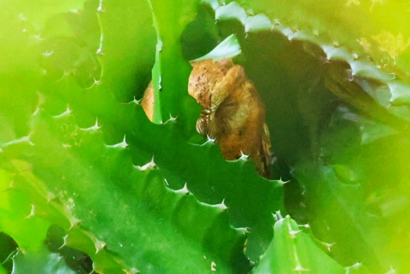 Oriental Scops-Owl - ML644982982