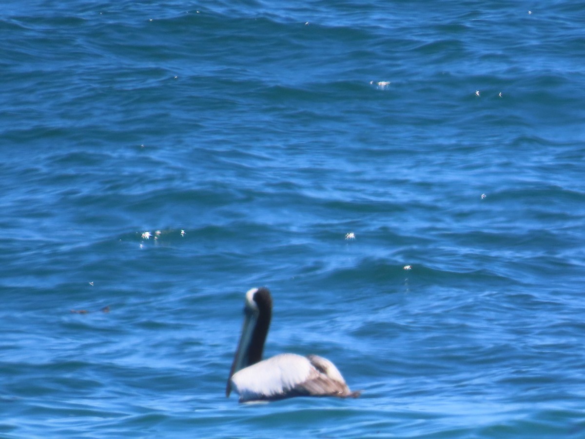 Peruvian Pelican - ML644982985