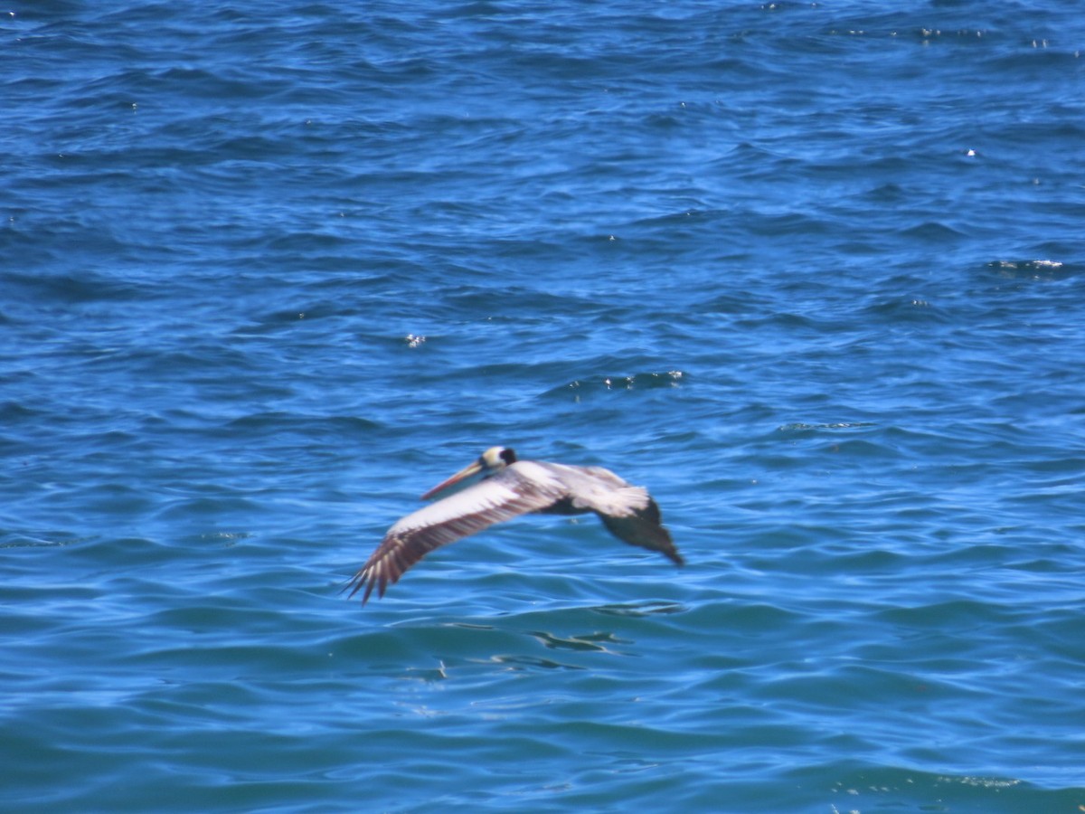 Peruvian Pelican - ML644982986