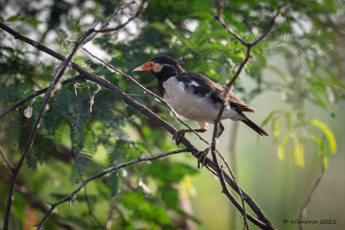 印度鵲椋鳥 - ML644982990