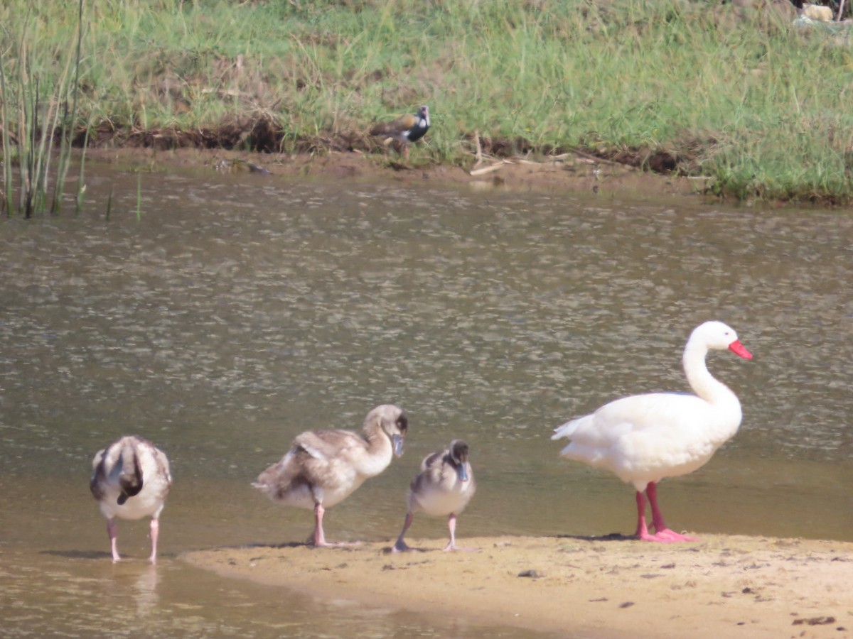 Coscoroba Swan - ML644983010