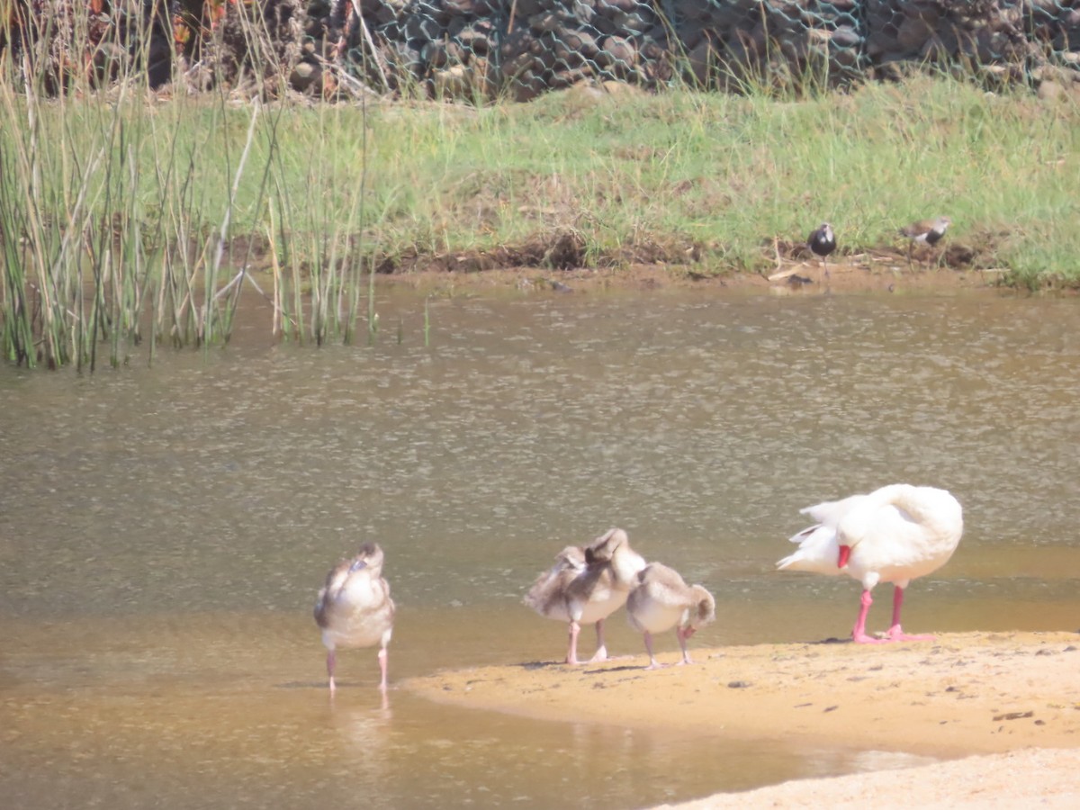 Coscoroba Swan - ML644983011