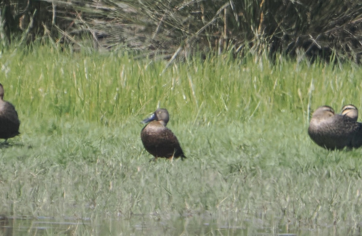 Australasian Shoveler - ML644983013