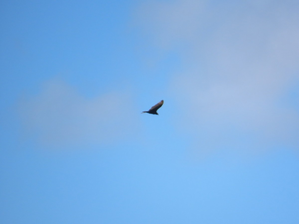 Turkey Vulture - ML644983029