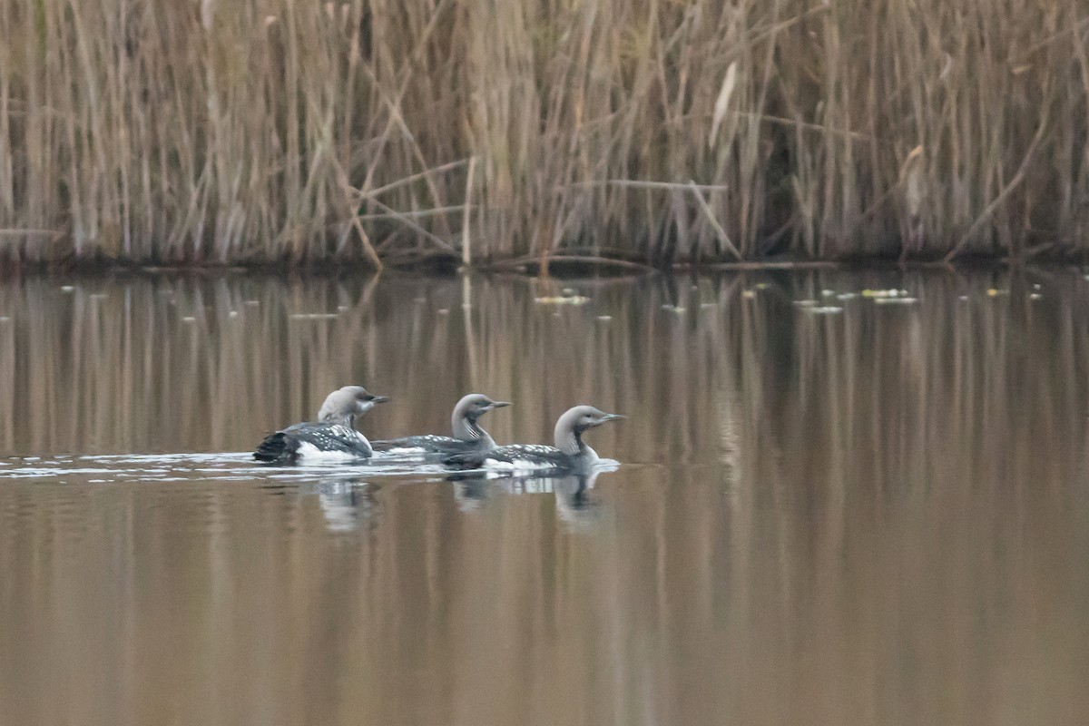 Arctic Loon - ML644983032