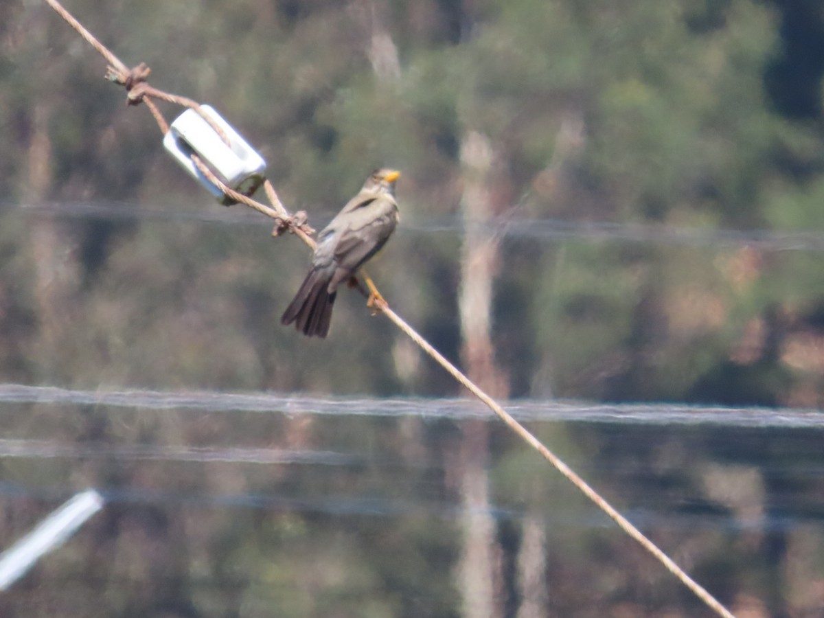 Austral Thrush - ML644983036