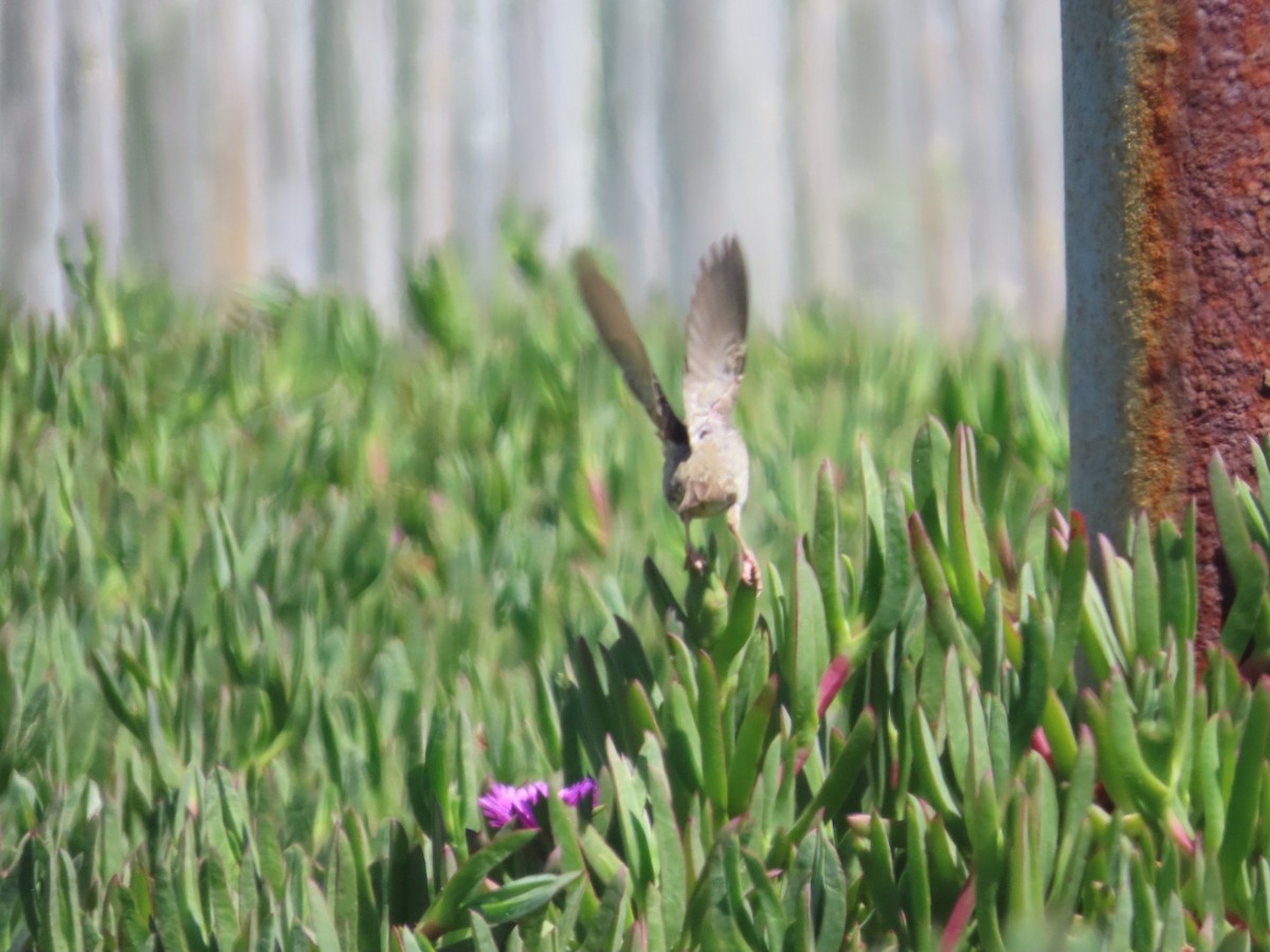 House Sparrow - ML644983040