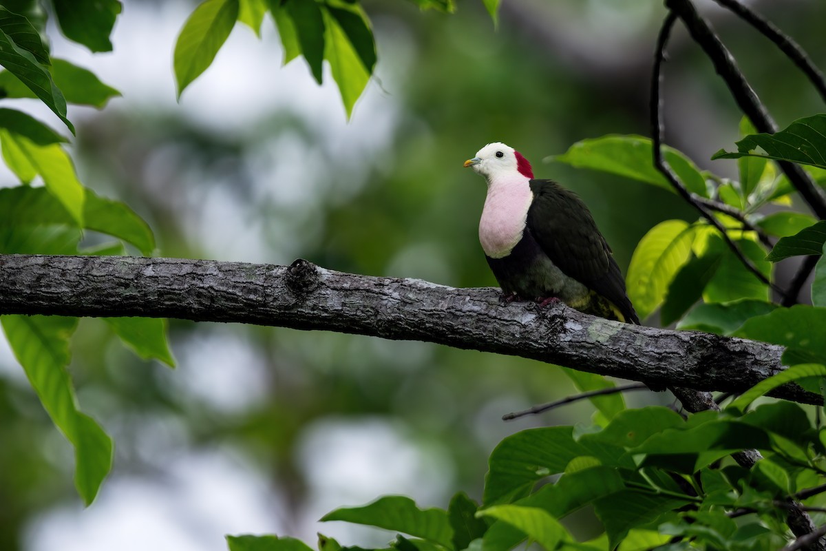 Red-naped Fruit-Dove - ML644983041
