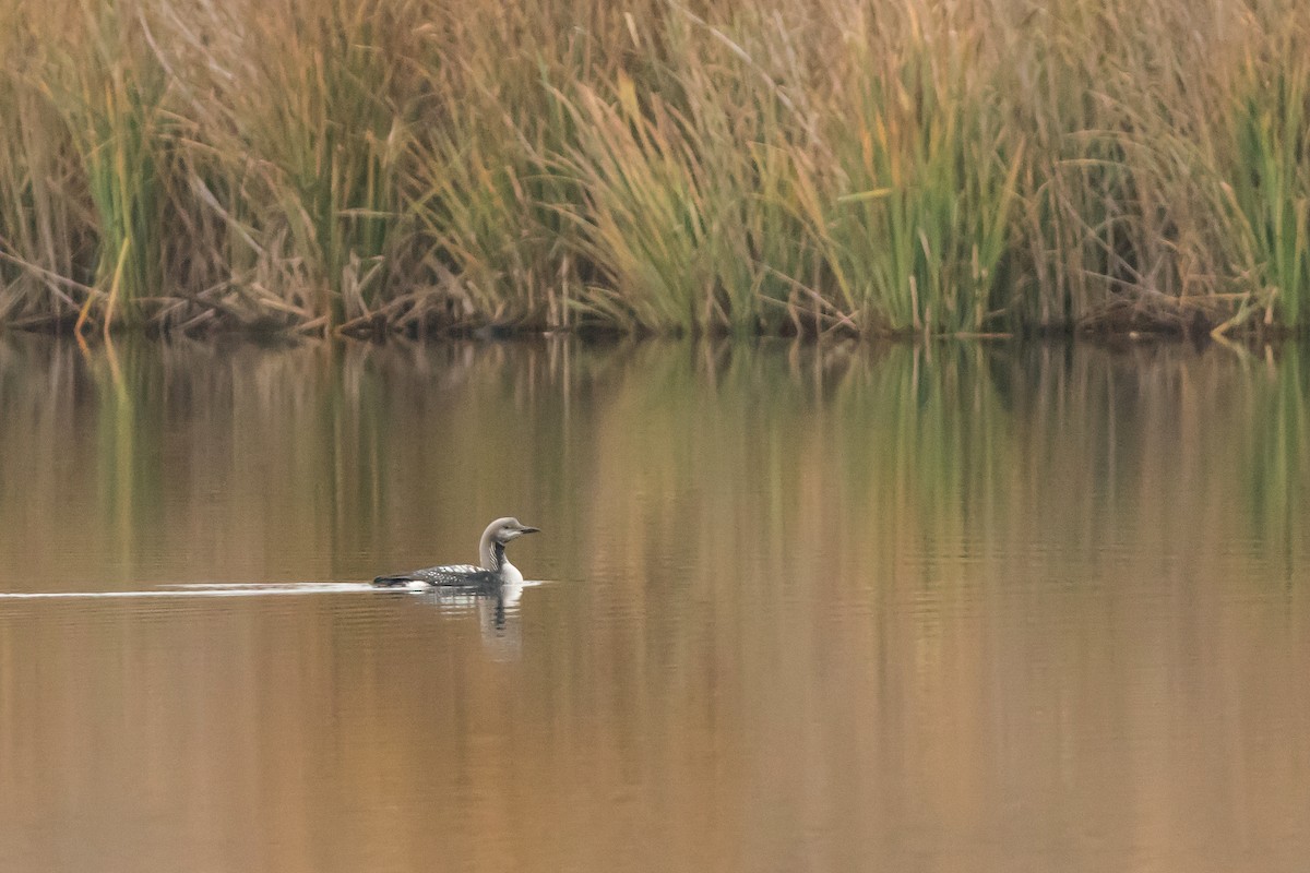 Arctic Loon - ML644983045