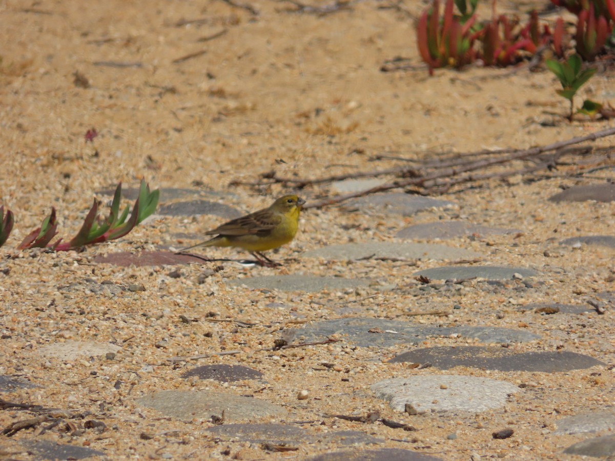 Kurzschnabel-Gilbtangare - ML644983094