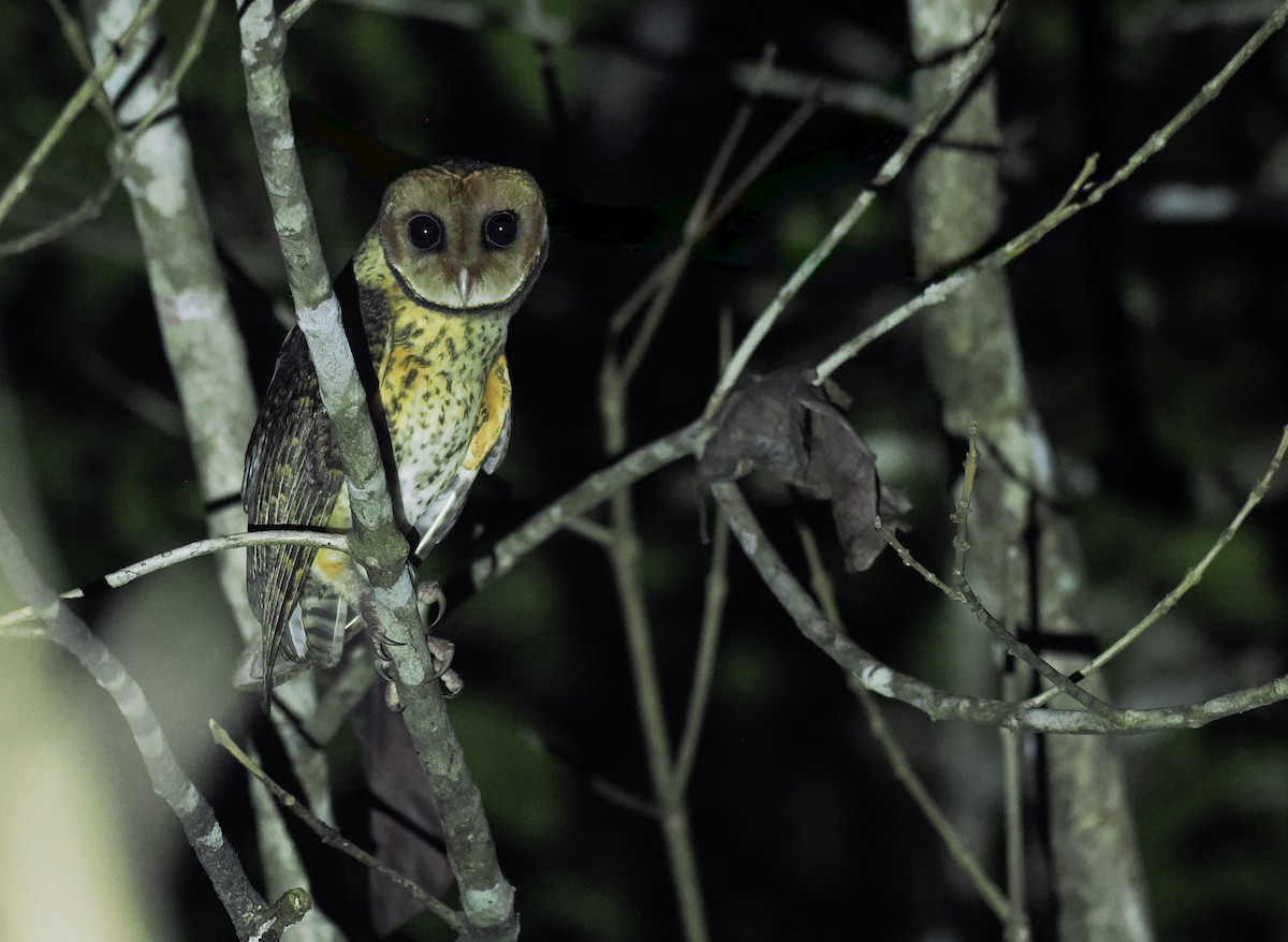 Lesser Masked-Owl (Tanimbar) - ML644983095