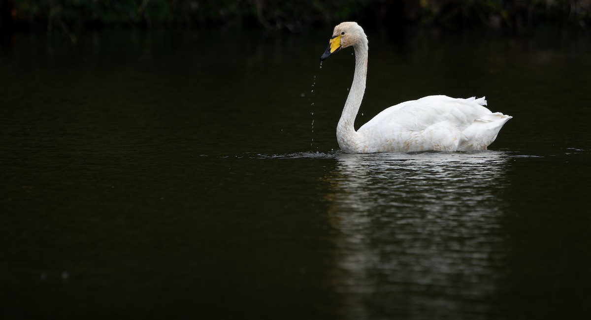 Whooper Swan - ML644983100