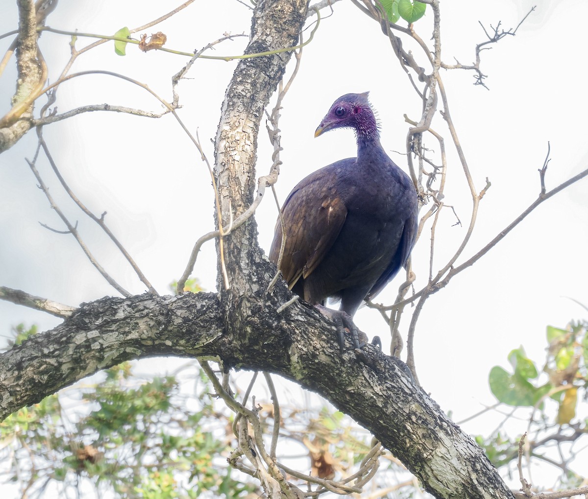 Tanimbar Megapode - ML644983109
