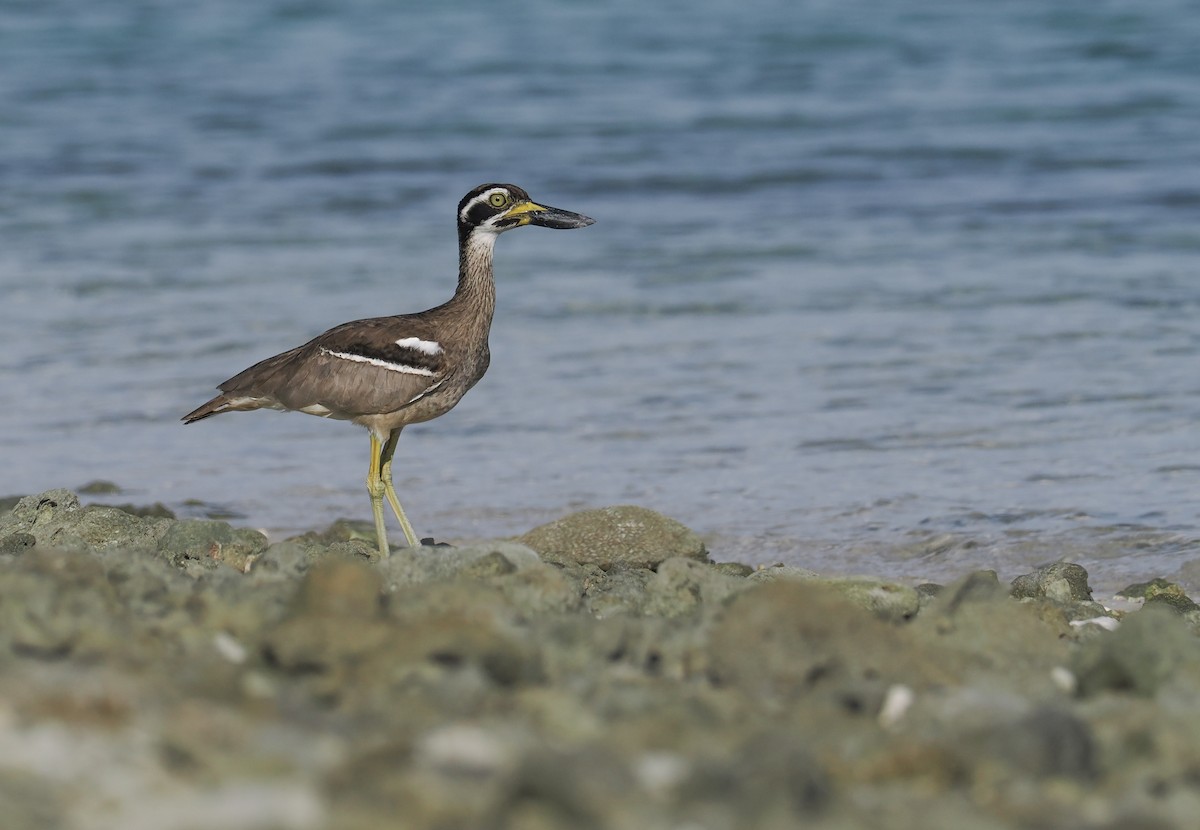 Beach Thick-knee - ML644983110