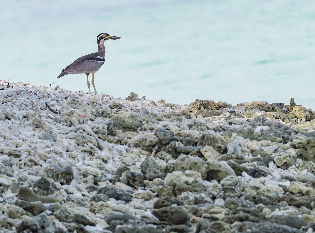 Beach Thick-knee - ML644983111