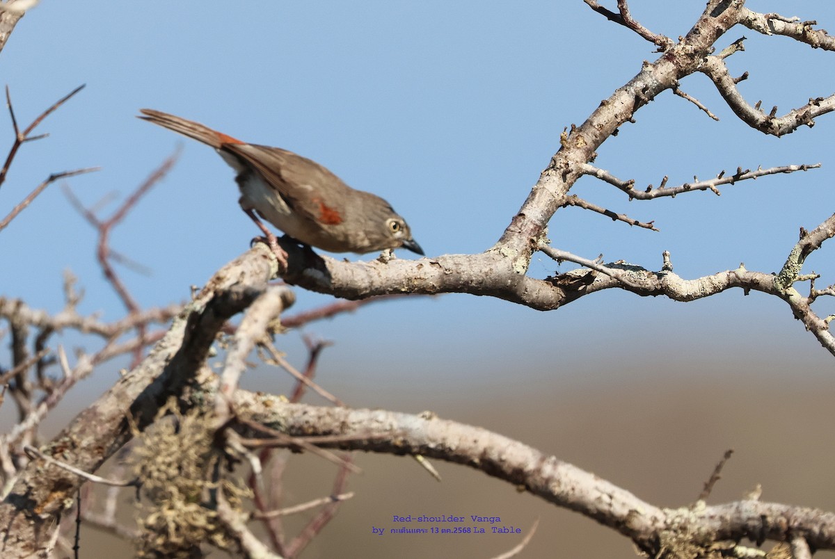 Red-shouldered Vanga - ML644983122