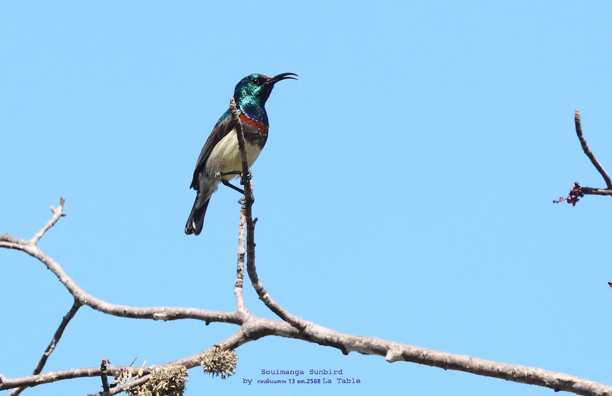 Souimanga Sunbird - ML644983128