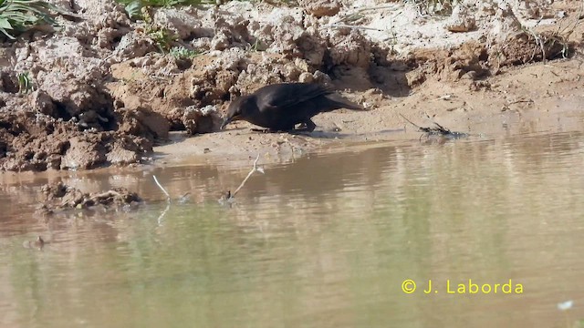 זרזיר שחור - ML644983138