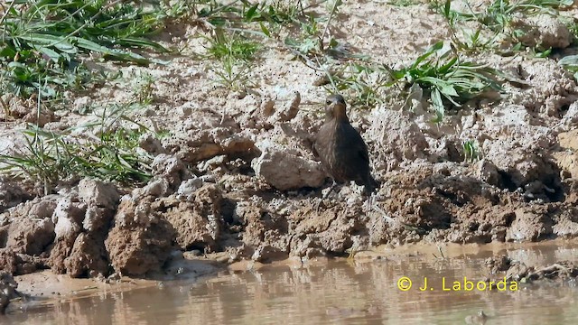 זרזיר שחור - ML644983139