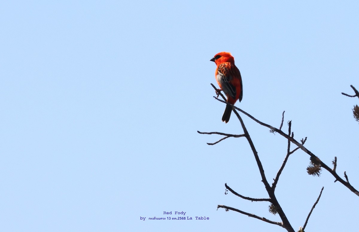 Red Fody - ML644983147