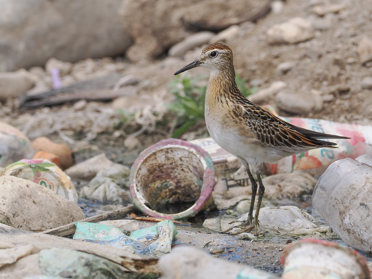 Sharp-tailed Sandpiper - ML644983151