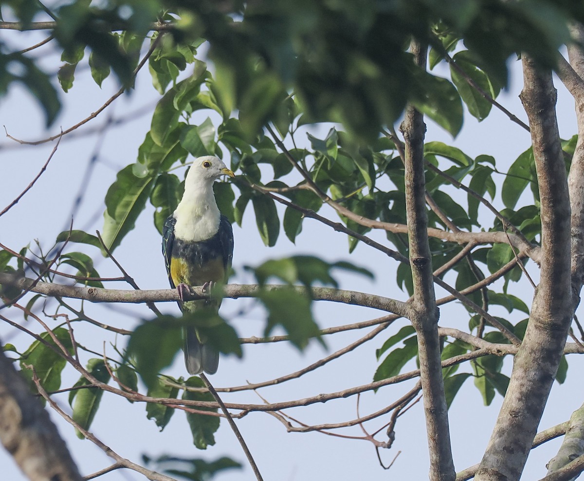 Black-backed Fruit-Dove - ML644983159