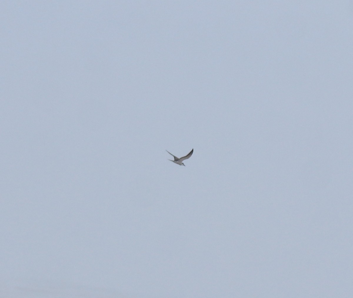 tøyleterne - ML644983170