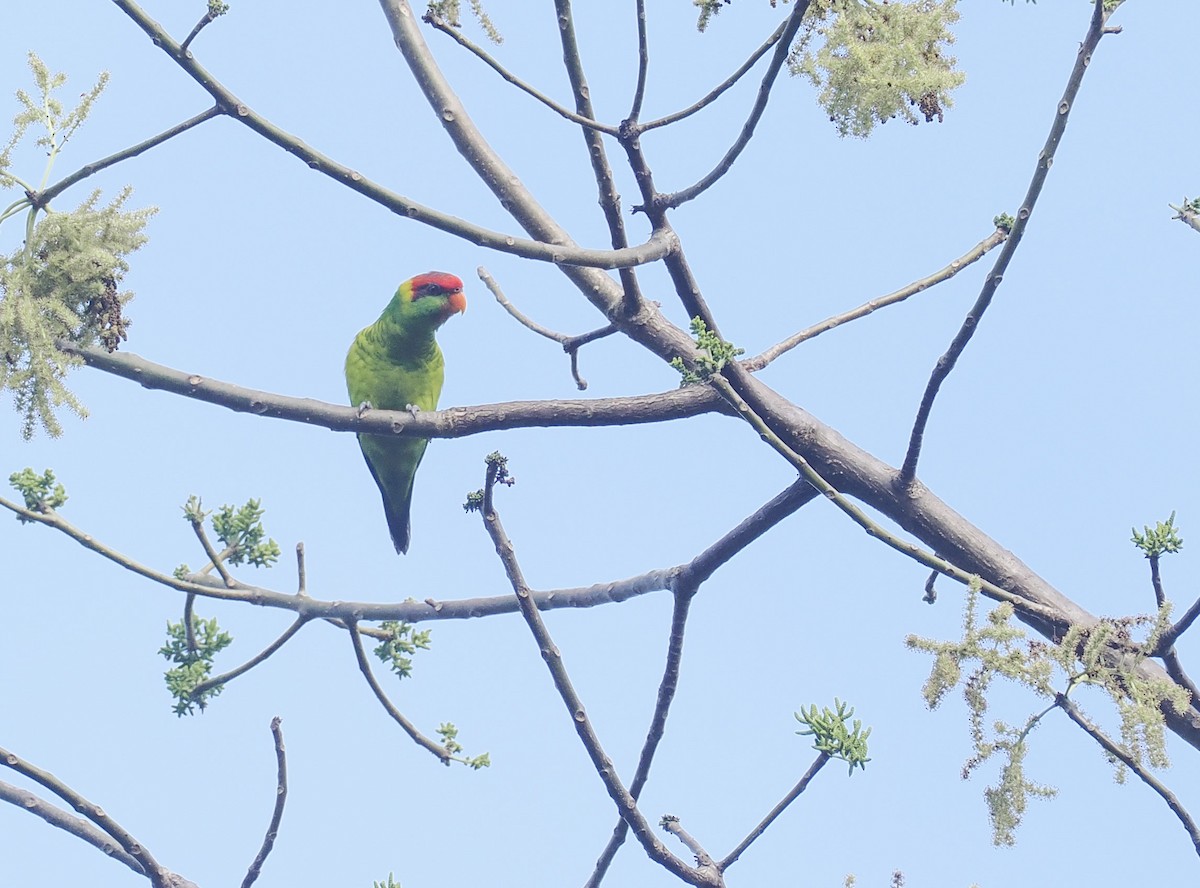 Iris Lorikeet - ML644983171