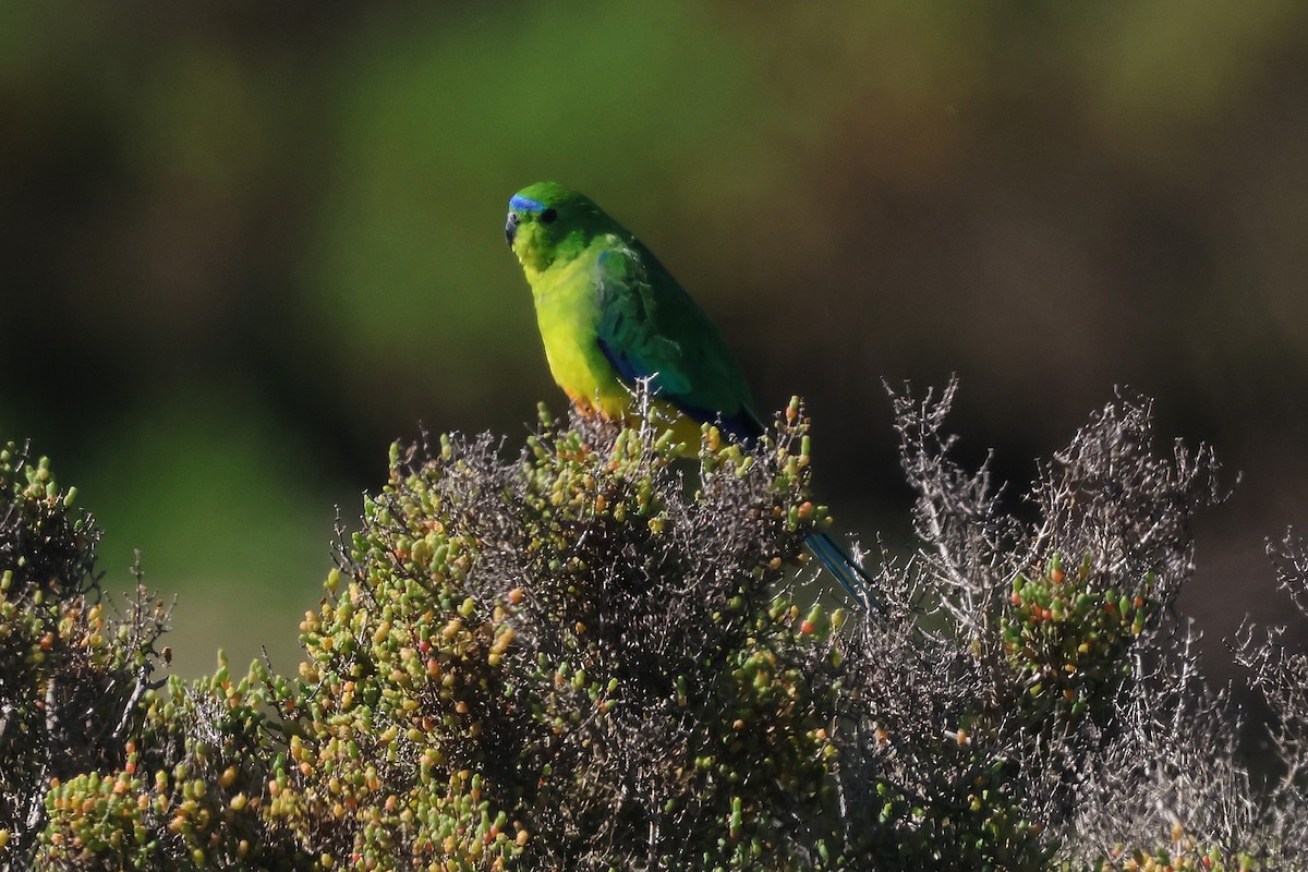 Orange-bellied Parrot - ML644983174