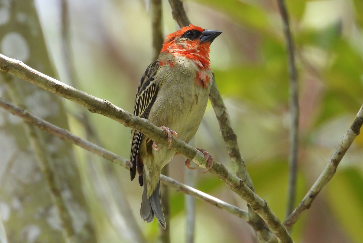 Red Fody - ML644983177
