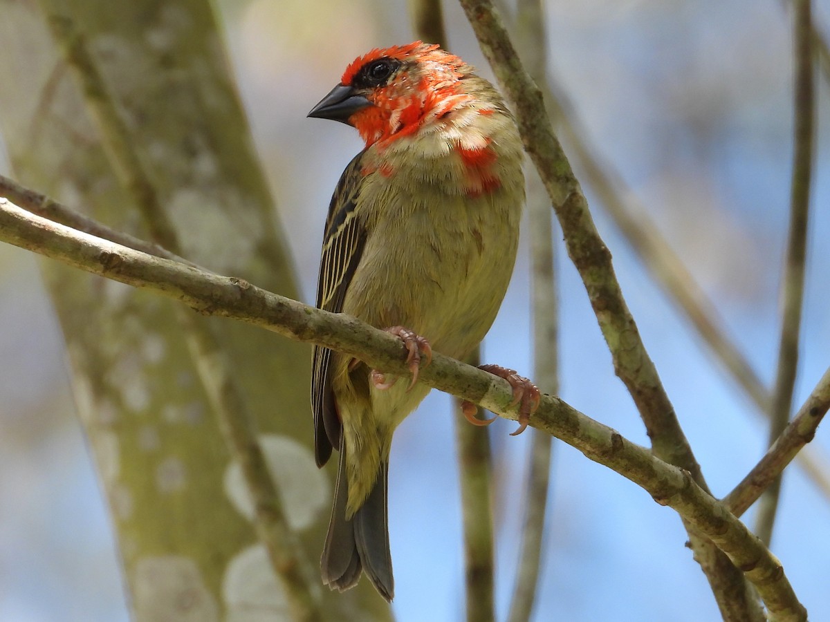 Red Fody - ML644983178
