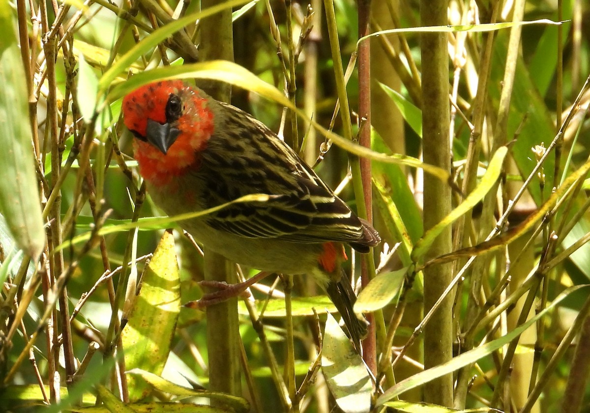 Red Fody - ML644983179