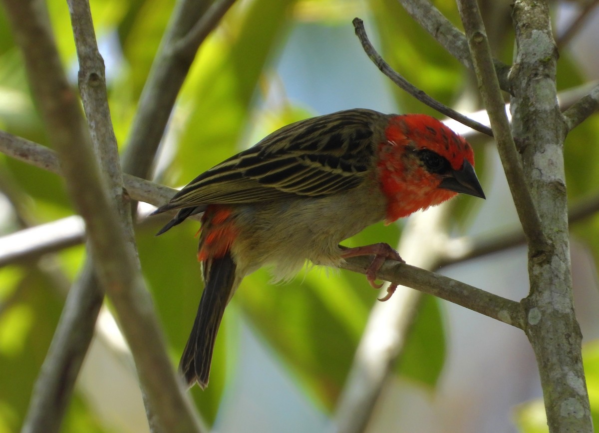 Red Fody - ML644983180