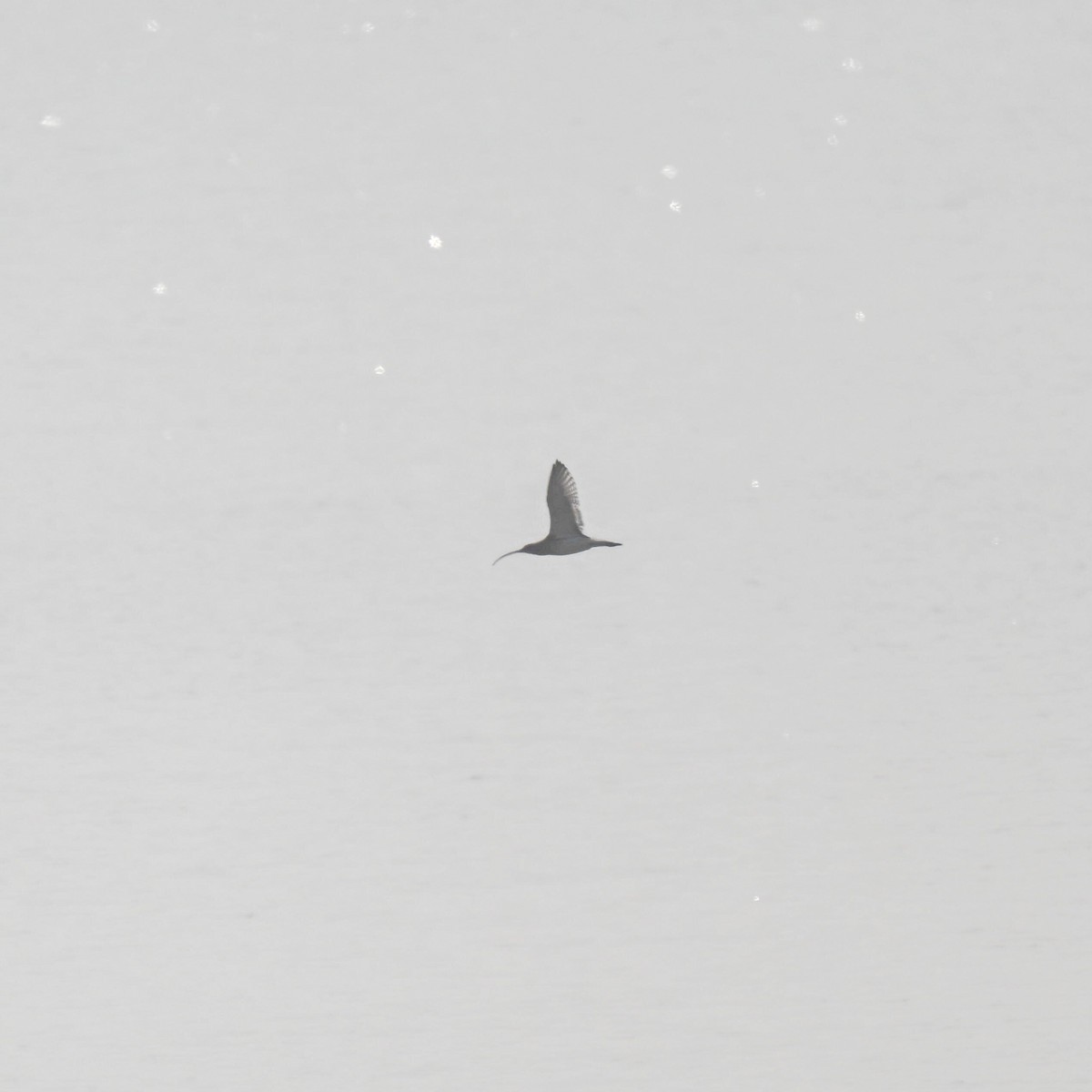 koliha velká - ML644983191