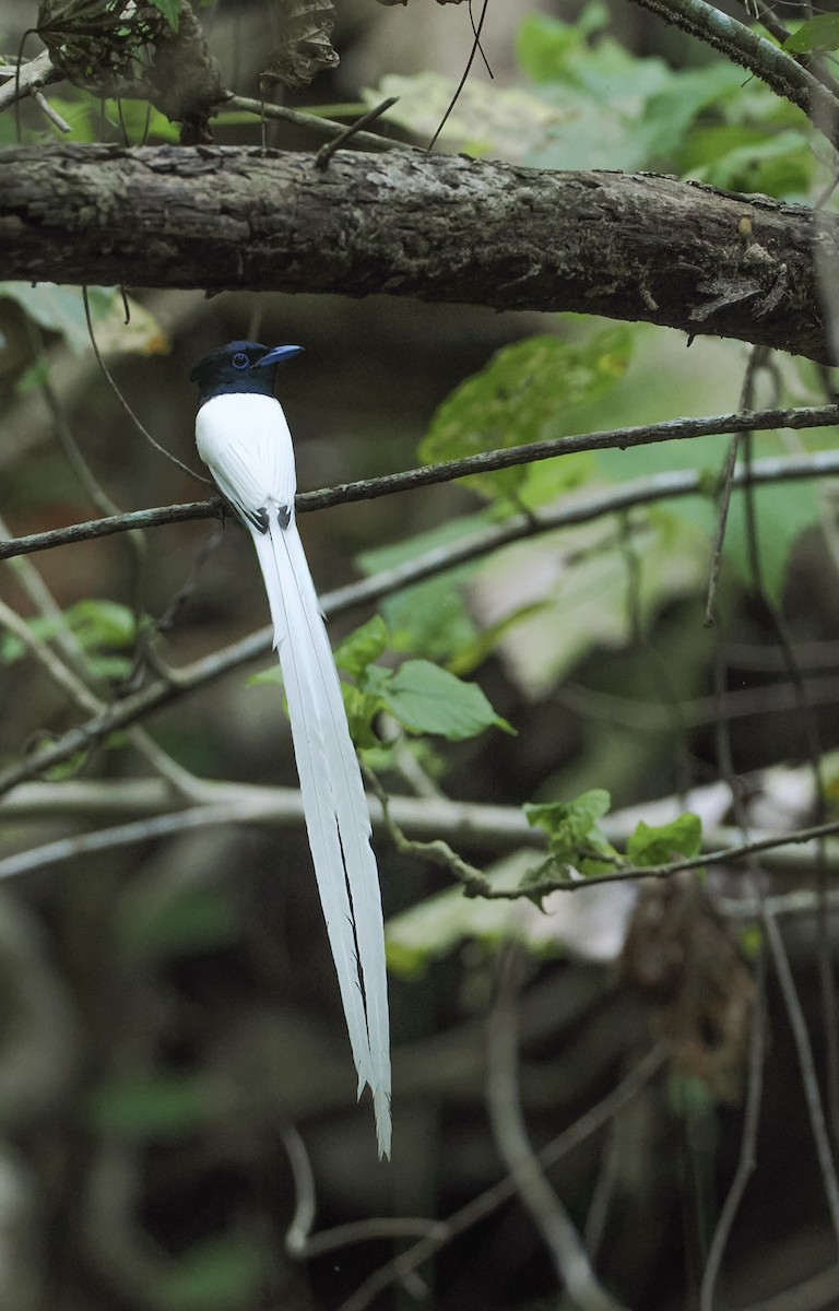 Tenggara Paradise-Flycatcher - ML644983194