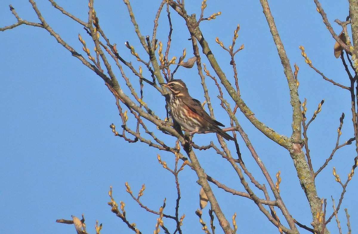 Tordo sassello - ML644983195