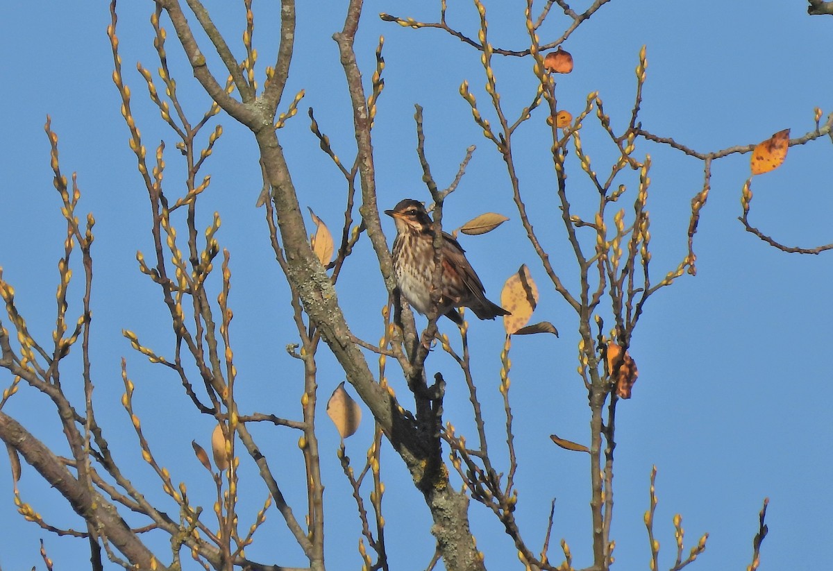 Tordo sassello - ML644983196