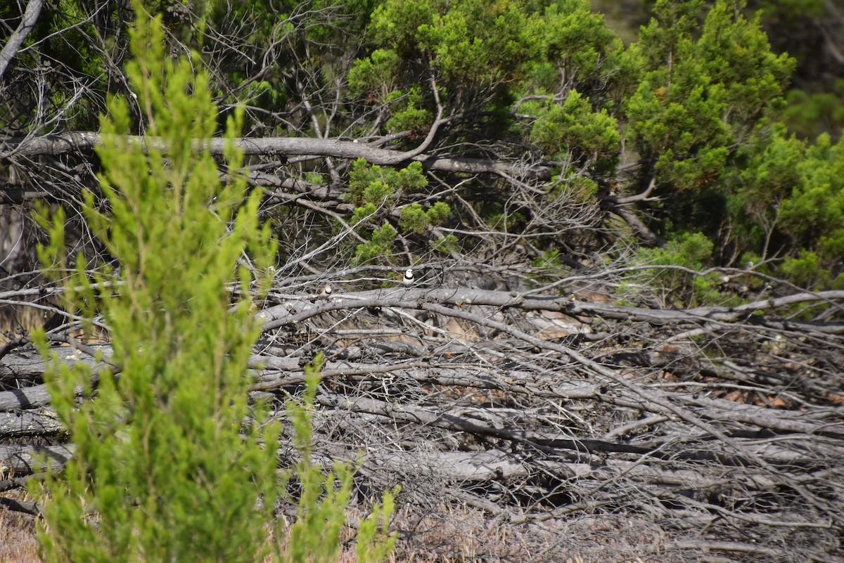 White-fronted Chat - ML644983204