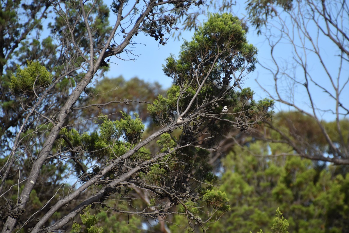 White-fronted Chat - ML644983205
