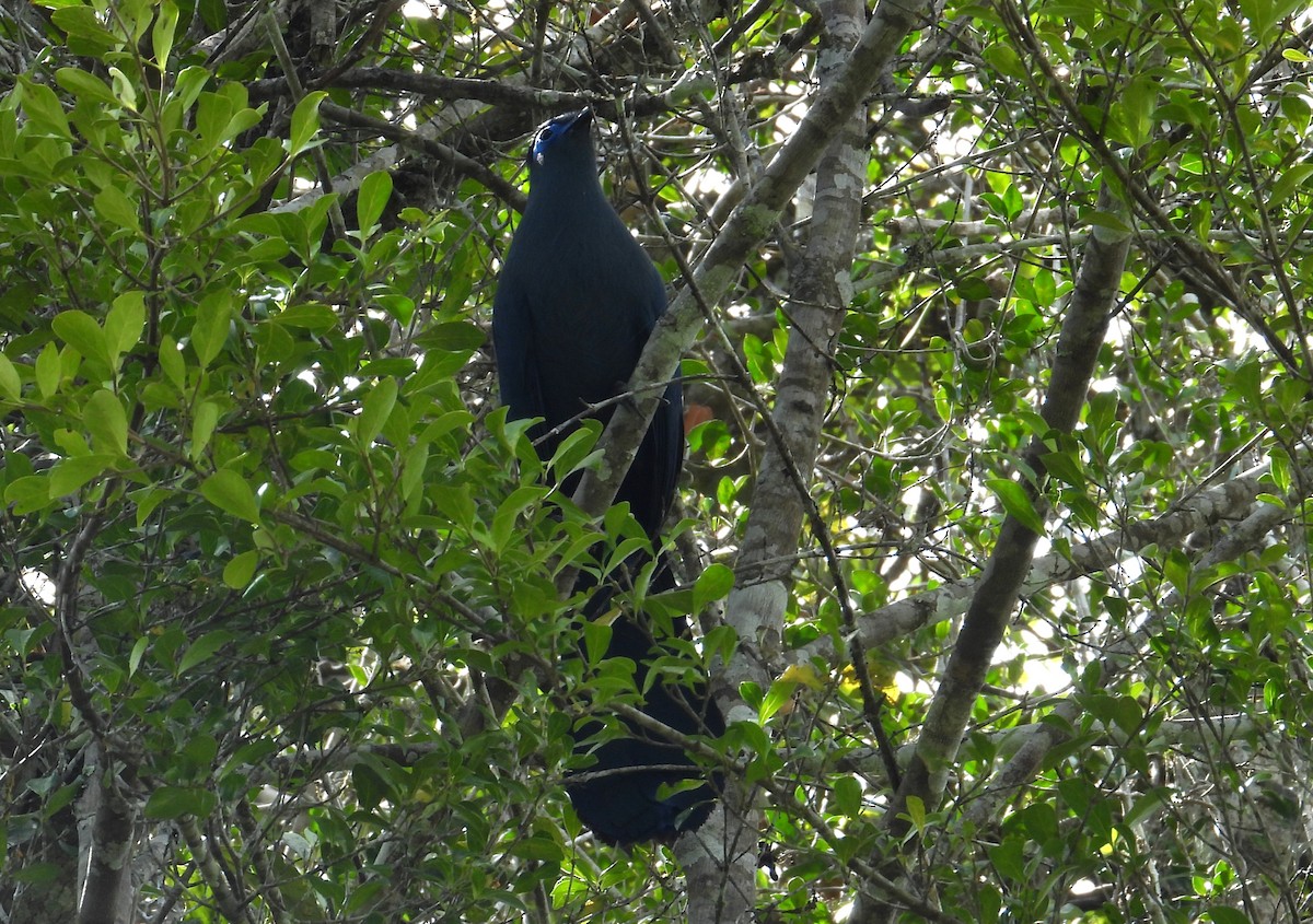 アオジカッコウ - ML644983232