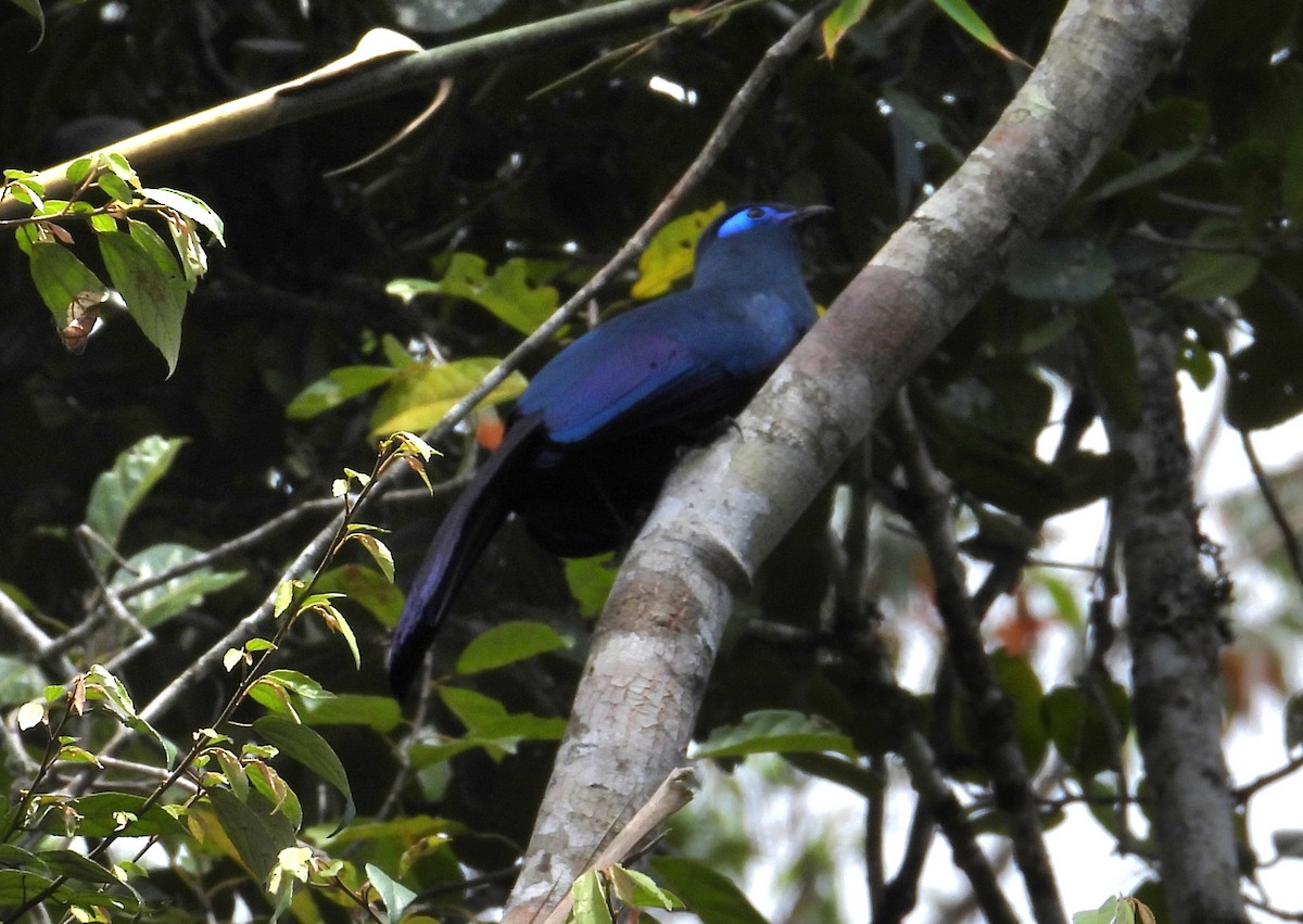 アオジカッコウ - ML644983233