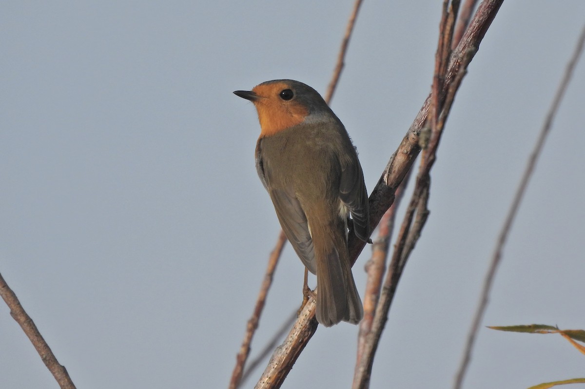 Pettirosso - ML644983241