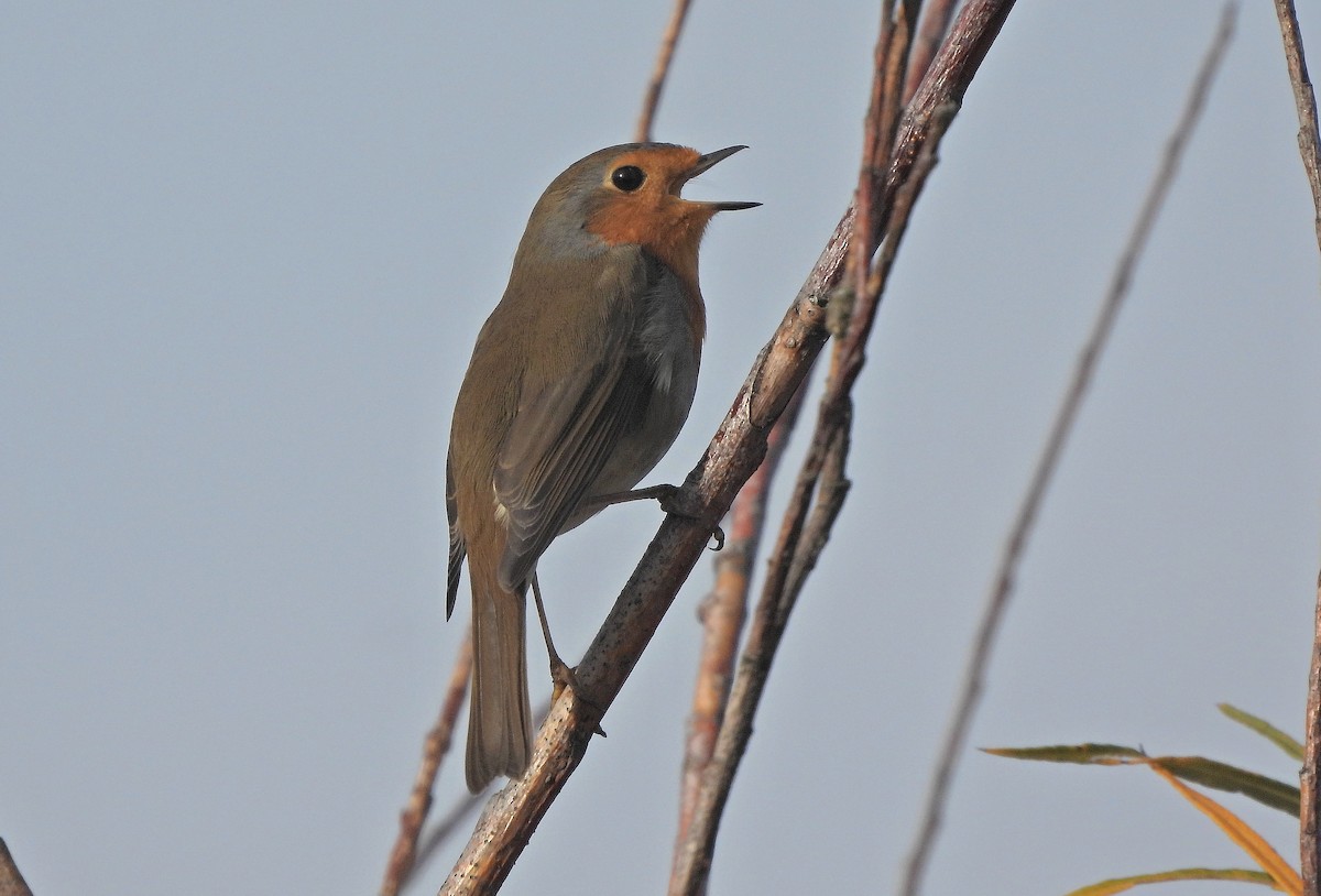 Pettirosso - ML644983242