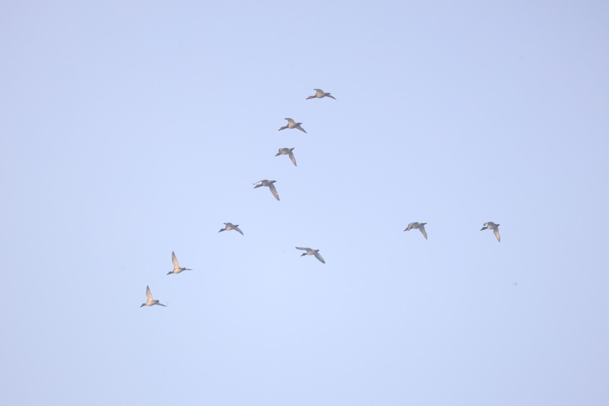 Common Pochard - ML644983326