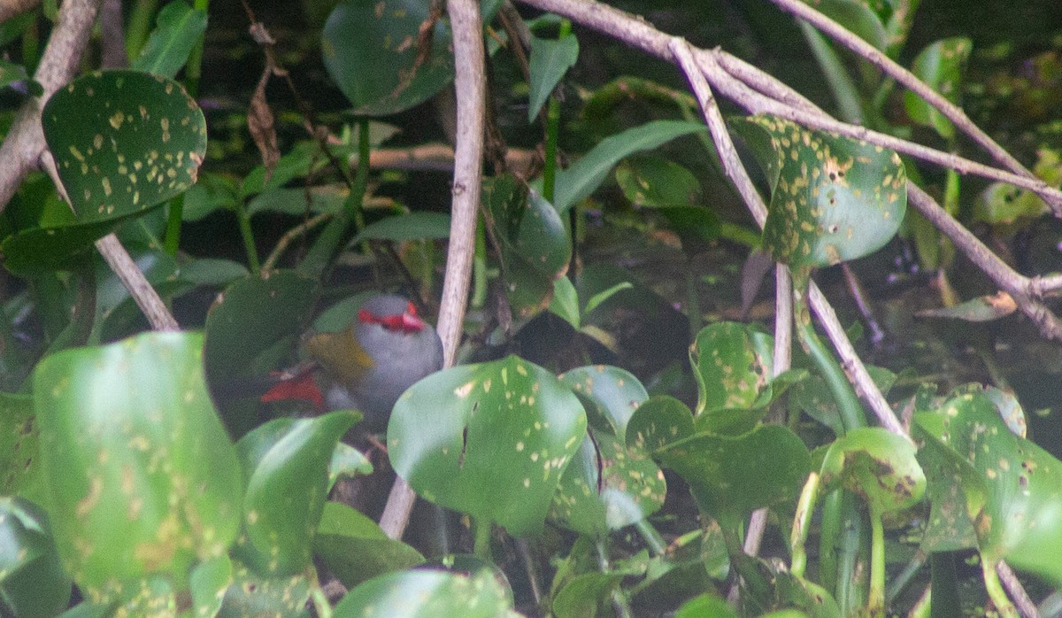 Al Kaşlı Belikınalı - ML644983328